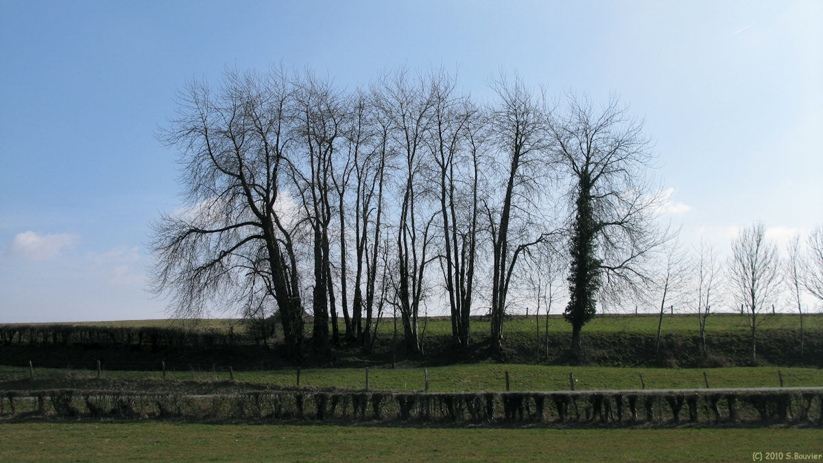La Ferté St Samson (Arbres)