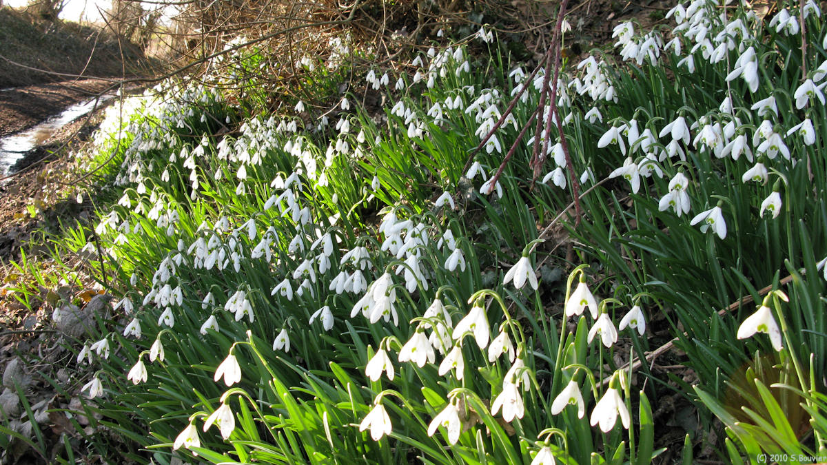 Sigy en Bray (Perce-Neige)