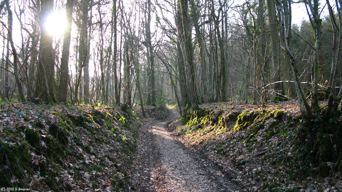 Sigy en Bray (Bois 1)
