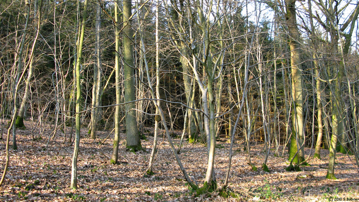 Sigy en Bray (Bois 2)