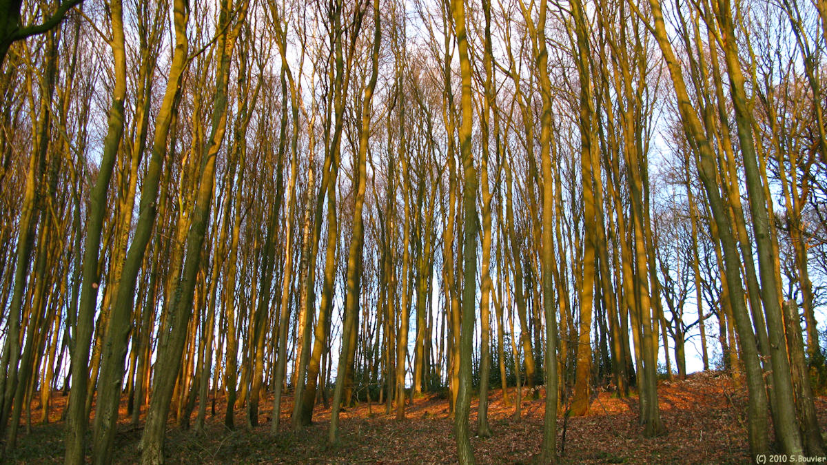 Rouvray Catillon (Bois)