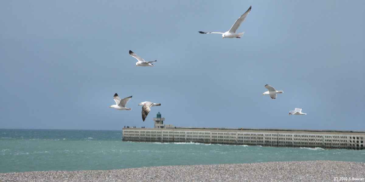 Dieppe (Goélands)
