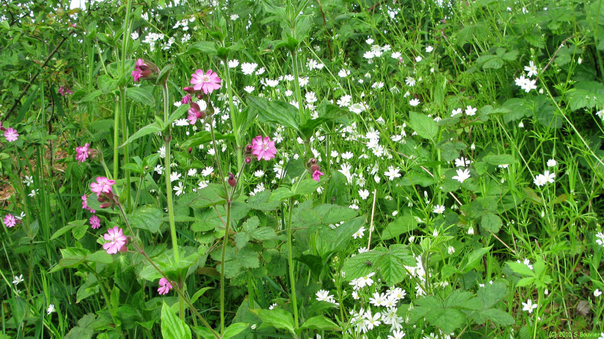 Harcanville (Fleurs)