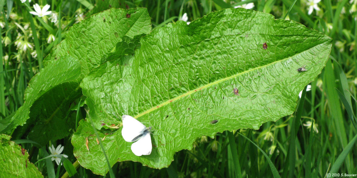 Carville Pot de Fer (Papillon)