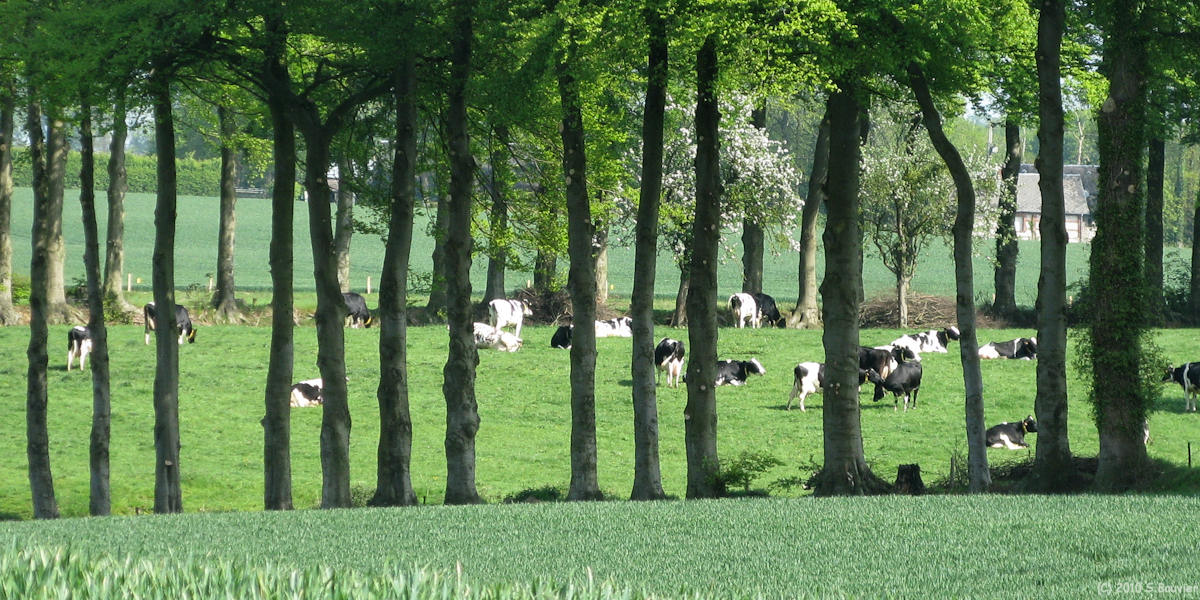 Veauville les Baons (Vaches)