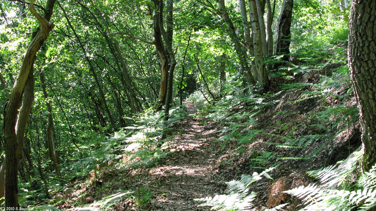 St Léger du Bourg Denis (Chemin 2)