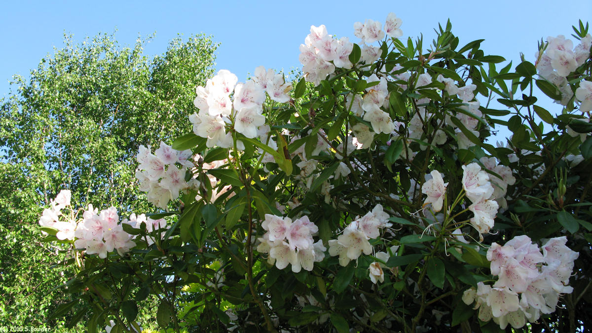 St Martin du Vivier (Rhododendron)