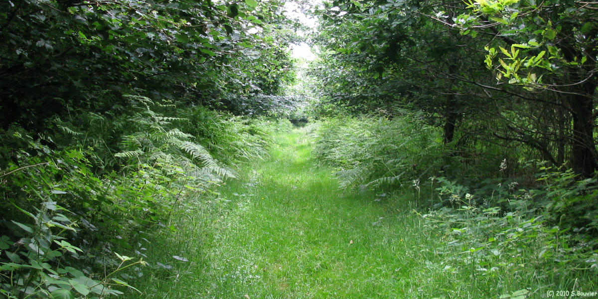 Forêt de Lyons (Chemin 1)