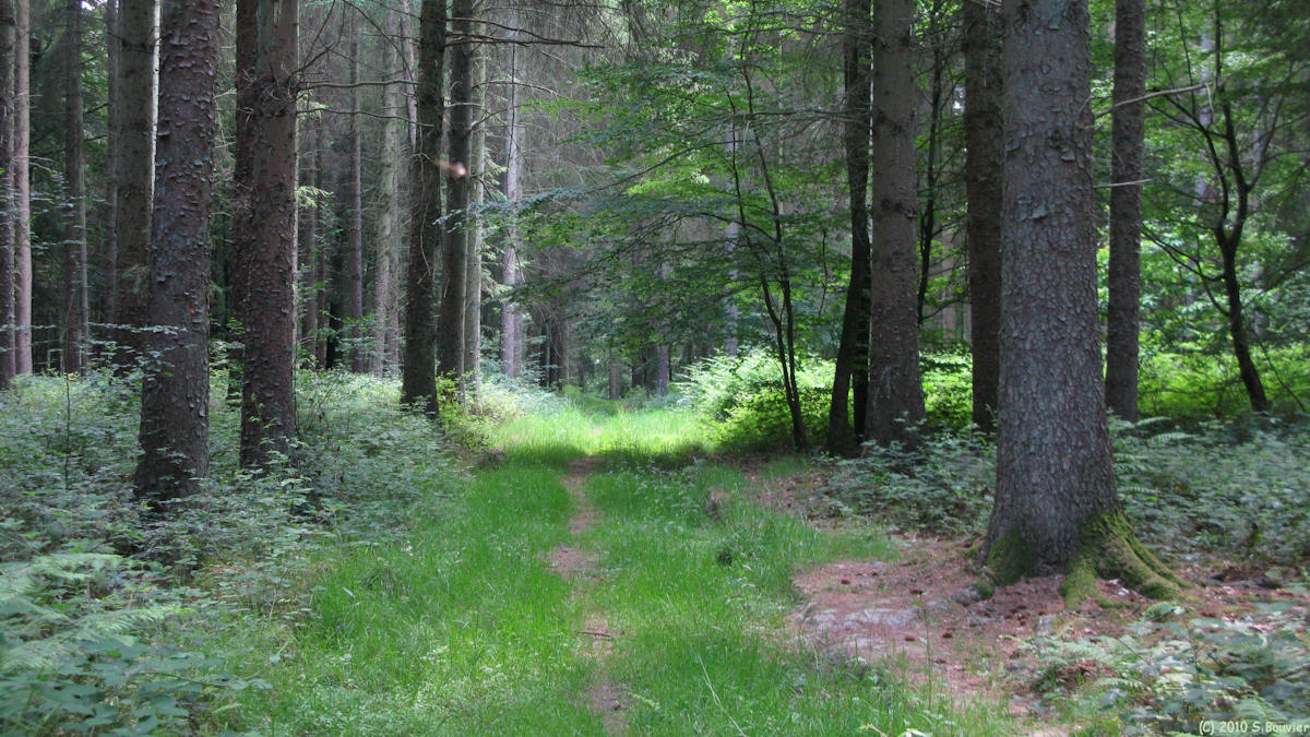Forêt de Lyons (Chemin 2)