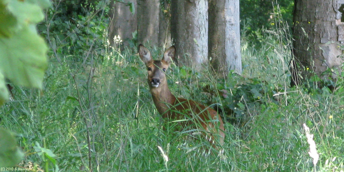 Talmontiers (Biche)