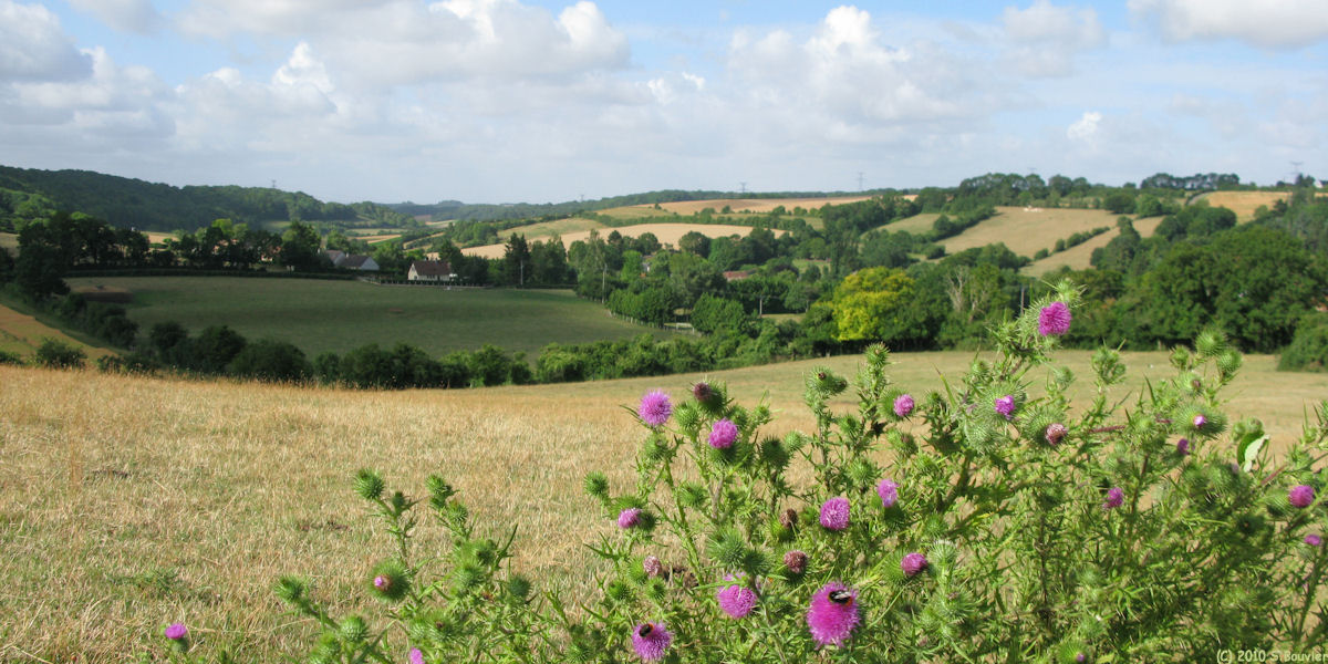 Puiseux en Bray (Chardon)