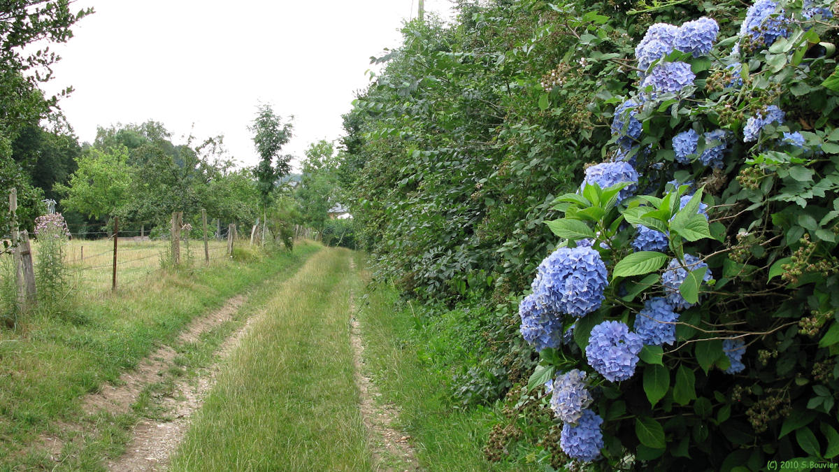 Puiseux en Bray (Hortensia)