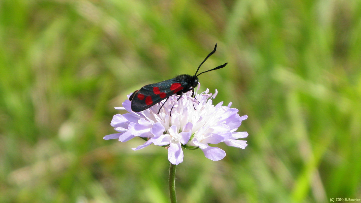 St Pierre es Champs (Insecte)