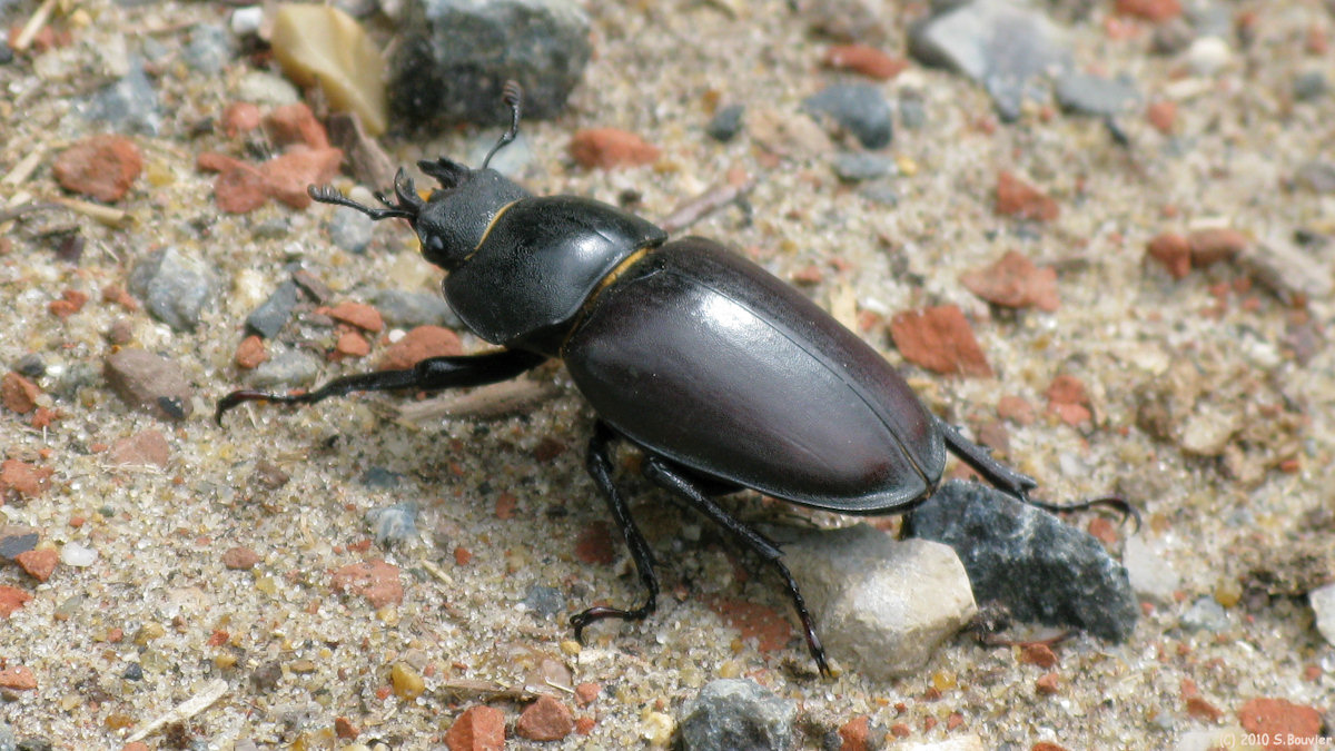 St Germer de Fly (Coléoptère)