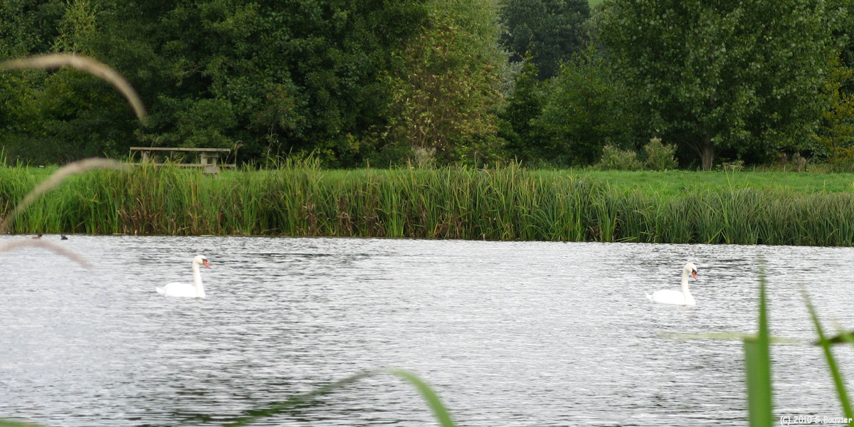 St Germain d'Etables (Cygnes)