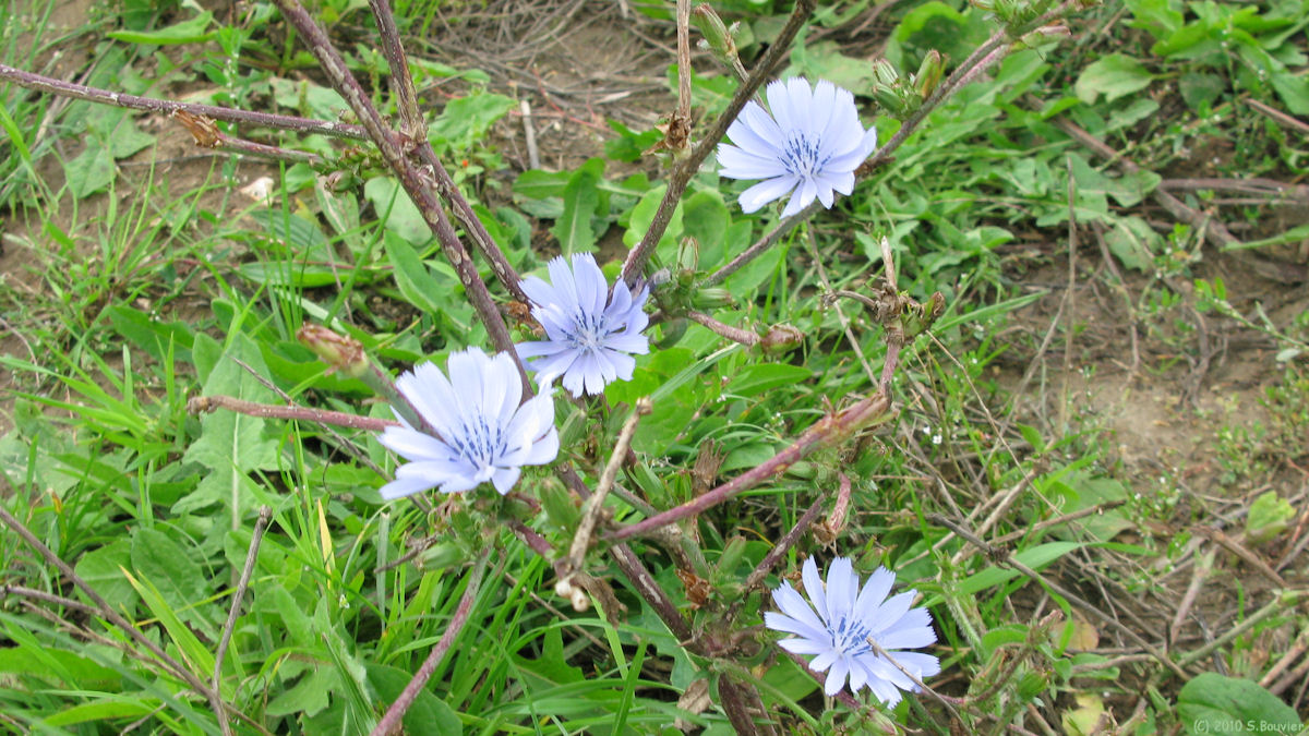 St Germain d'Etables (Fleurs)