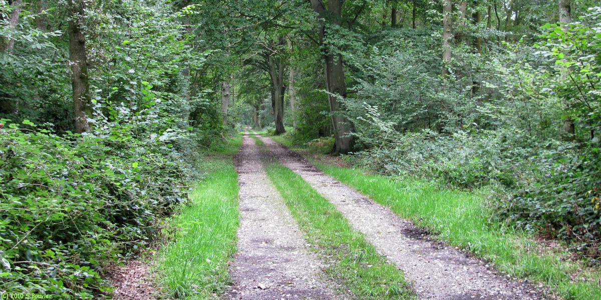 Dampierre St Nicolas (Chemin)