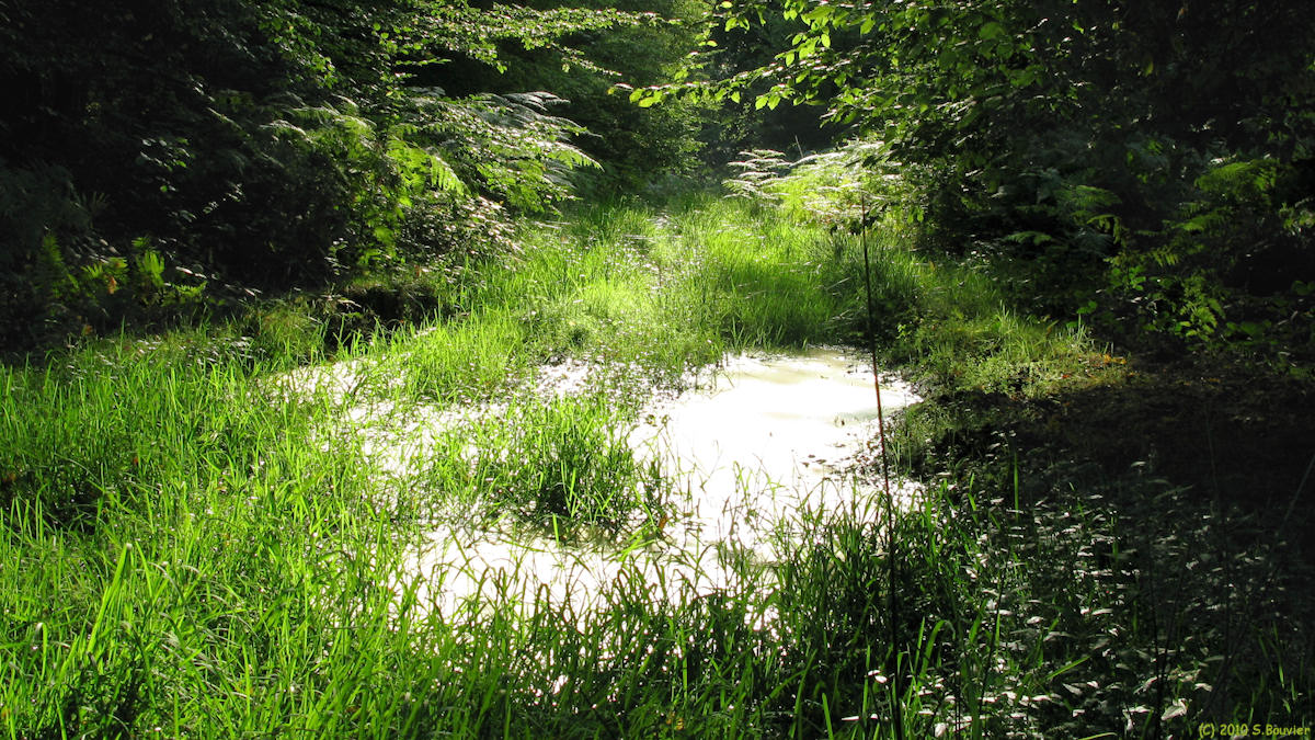 Le Trait (Forêt 2)
