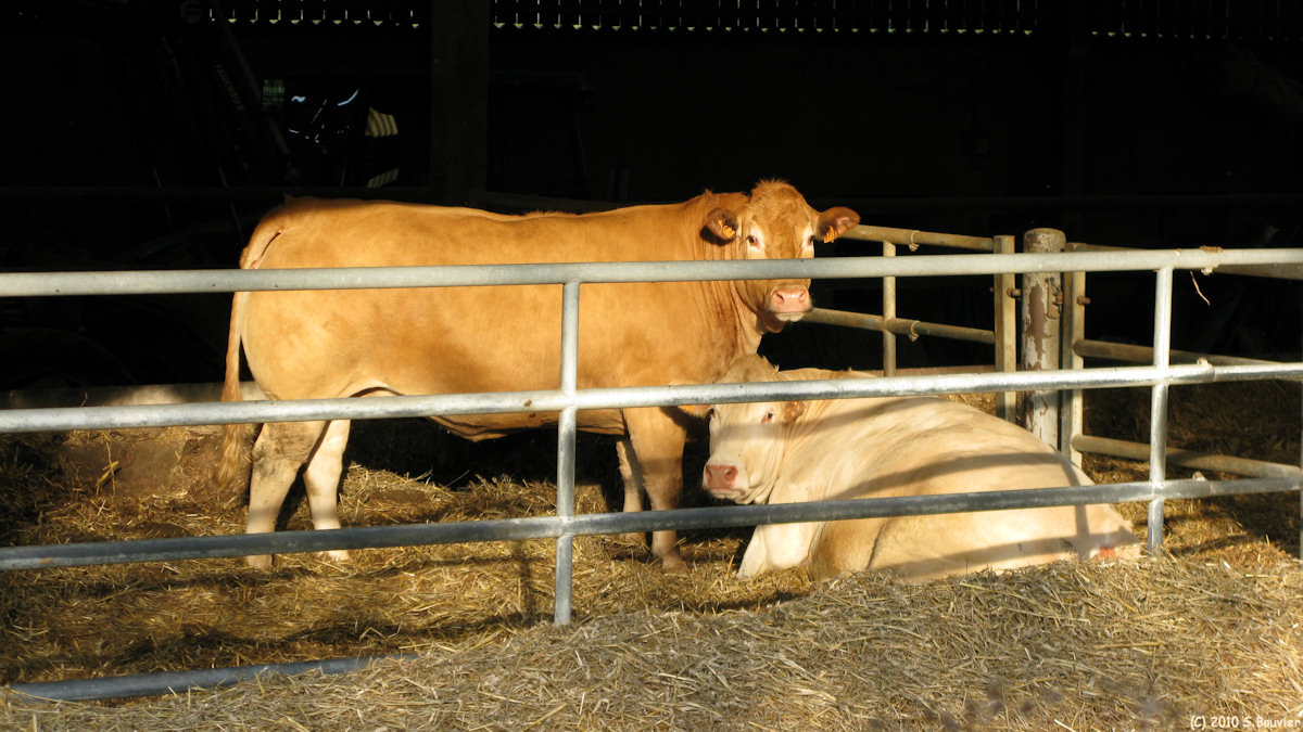 Ste Marguerite sur Duclair (Vaches)