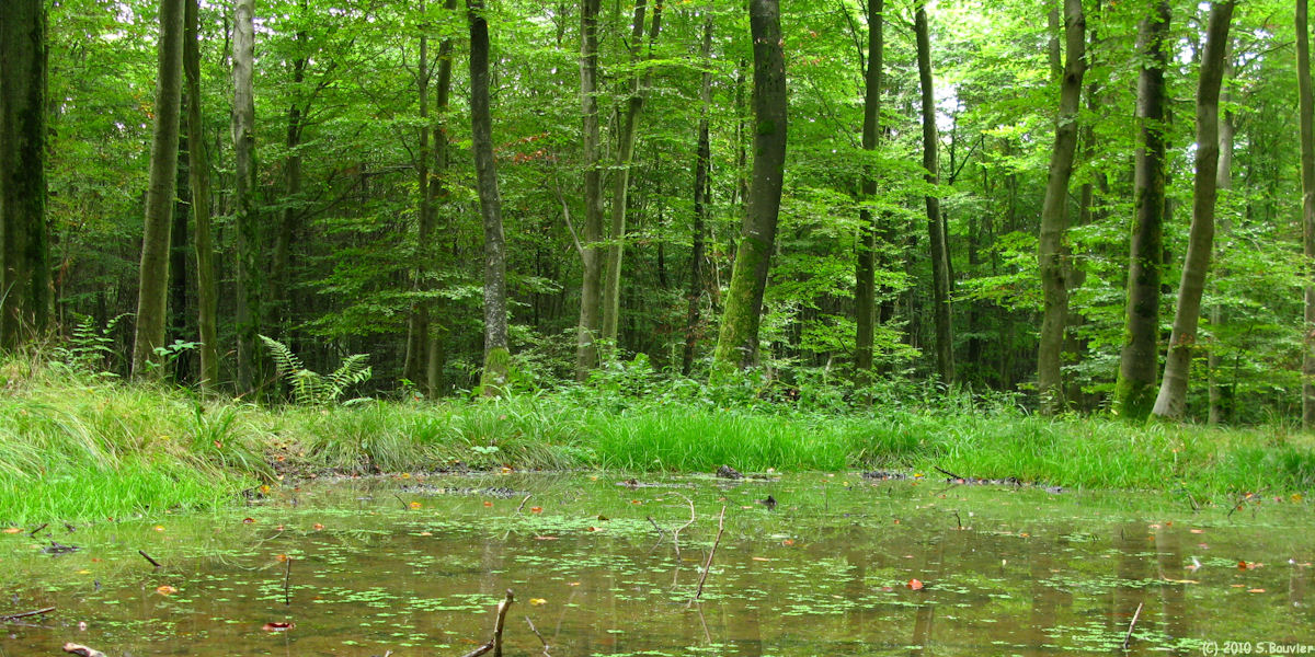 Forêt d'Eawy (Mare)