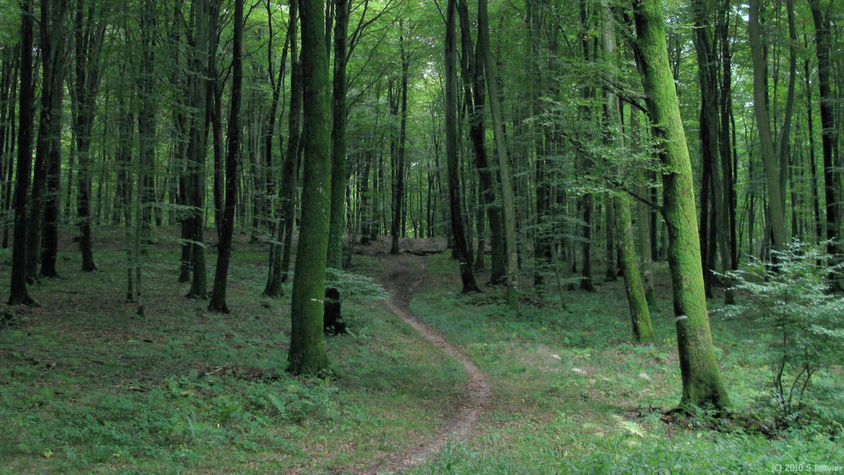 Forêt d'Eawy (Chemin)