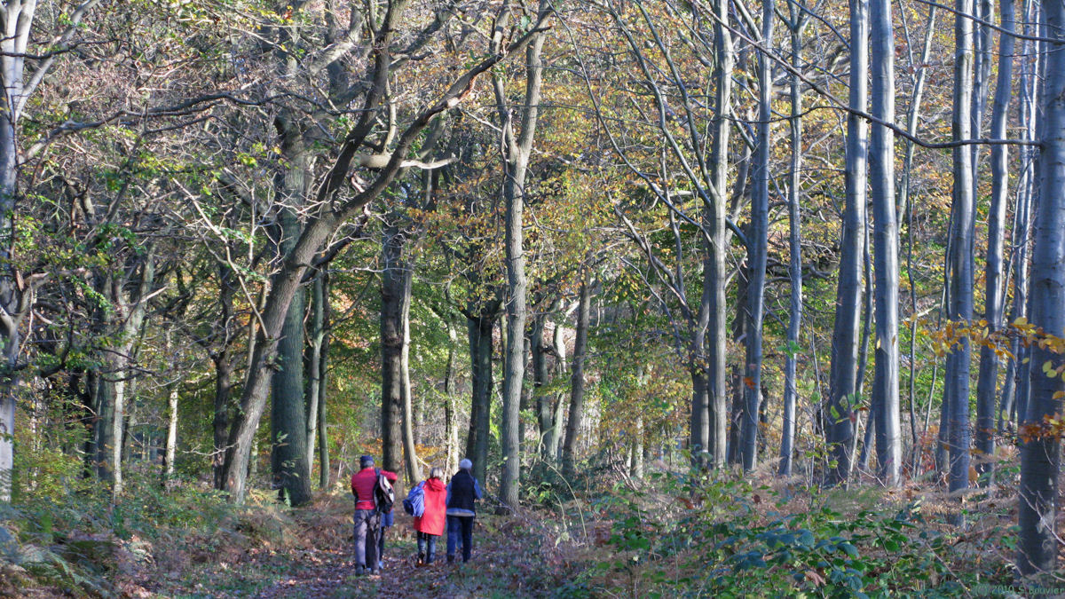 Forêt Verte (Chemin 1)