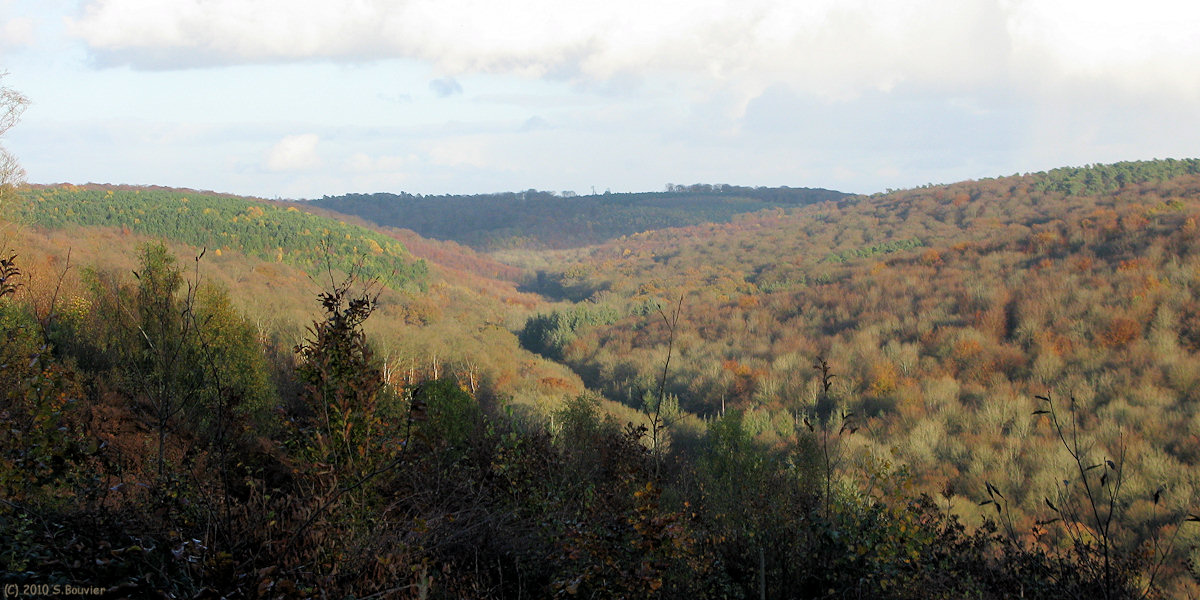 Forêt Verte (Longs Vallons)