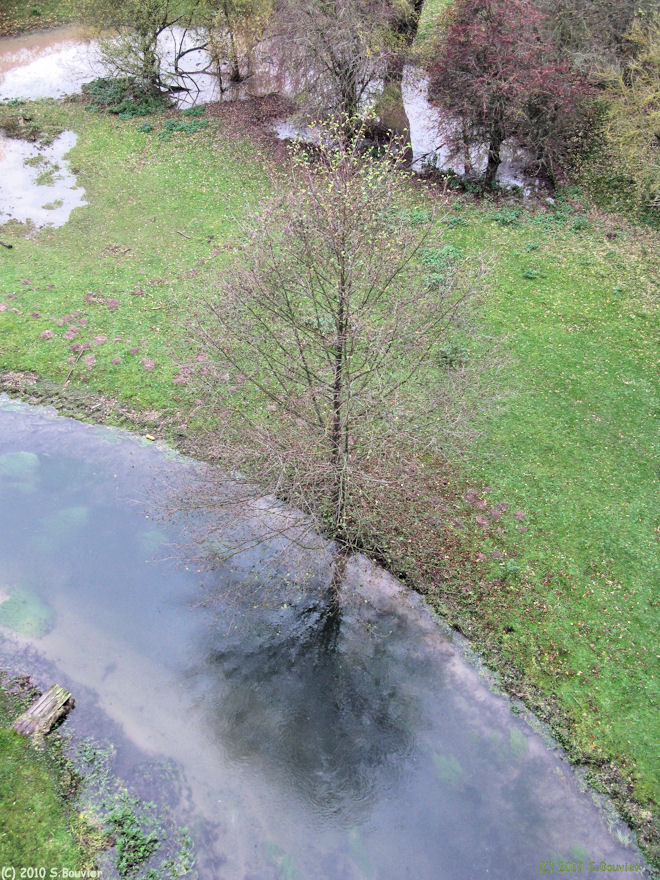 St Martin le Gaillard (Arbre)