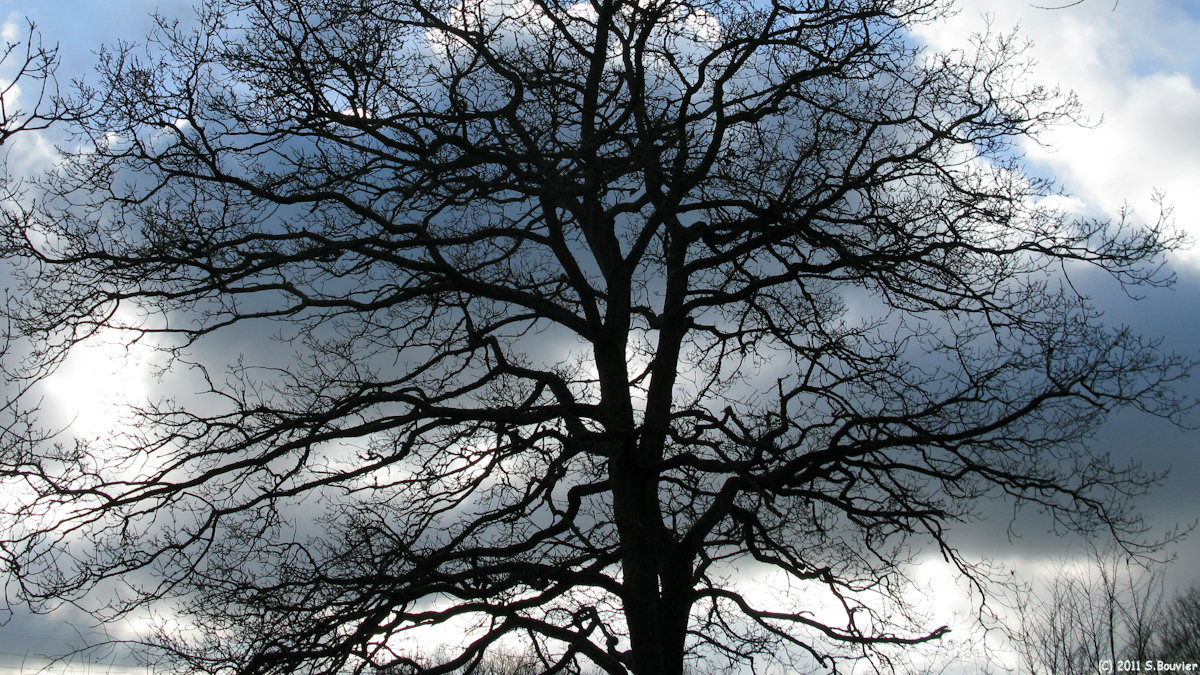 Glicourt (Branches 2)