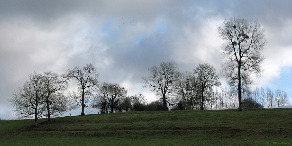Glicourt (Arbres)