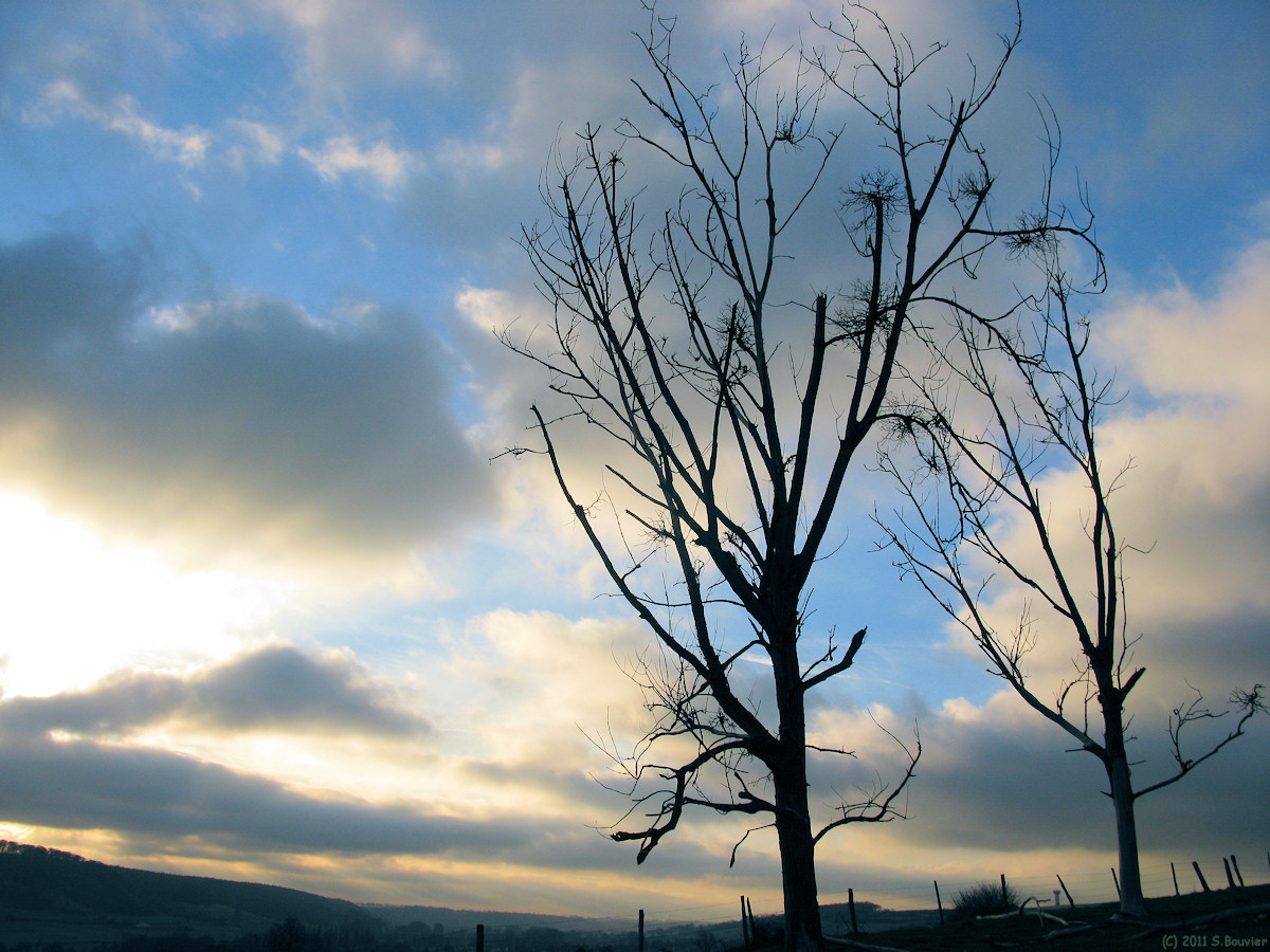 Sauchay (Arbres)
