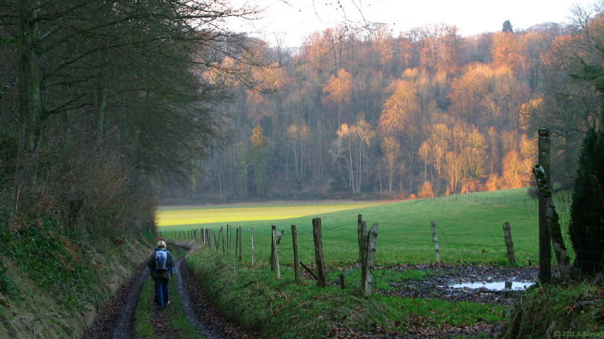 Sauchay (Chemin)
