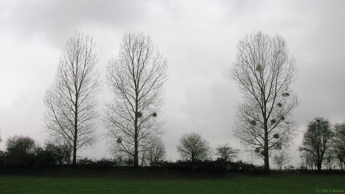 St Quentin au Bosc (Arbres)