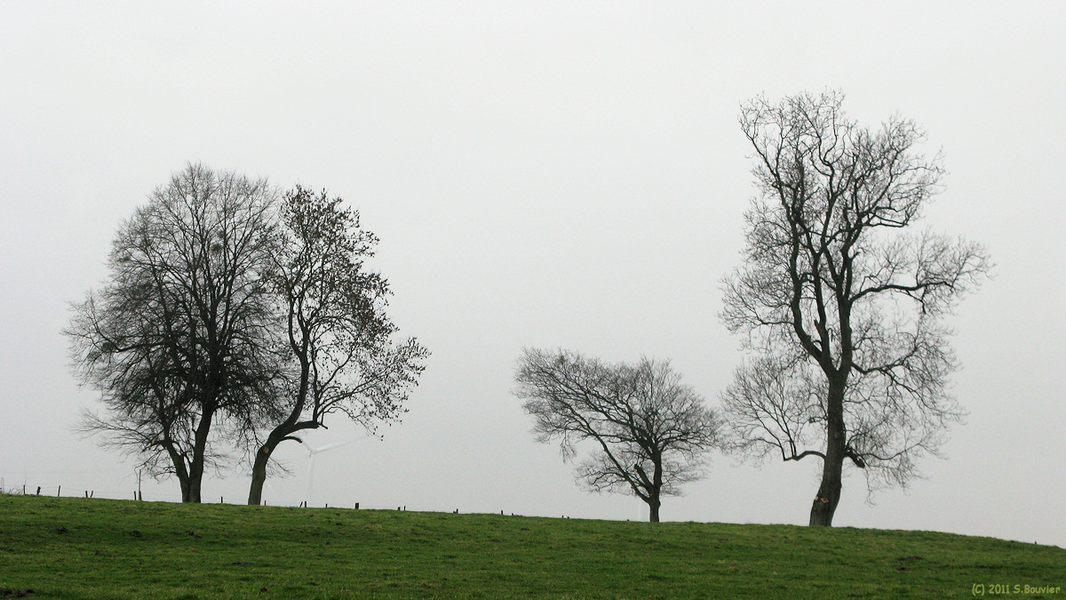 Bailly en Rivière (Arbres)