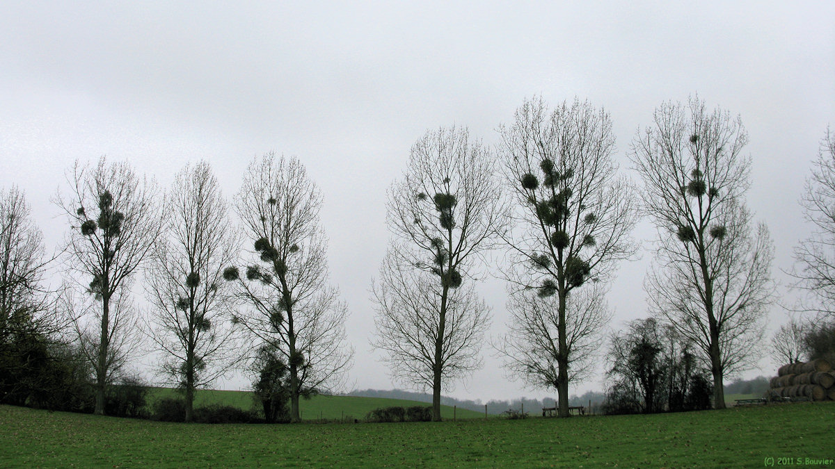 Douvrend (Arbres 1)