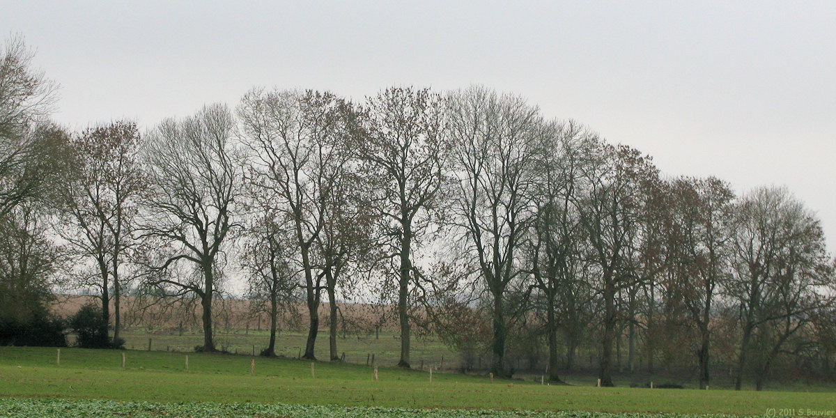 St Nicolas d'Aliermont (Arbres 1)