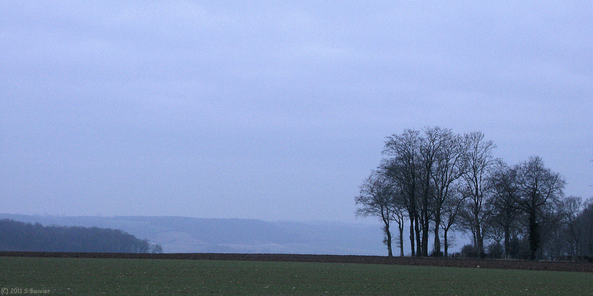 Douvrend (Arbres 2)