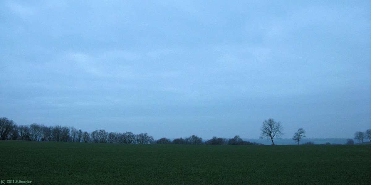Douvrend (Arbres 3)