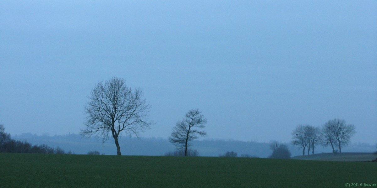 Douvrend (Arbres 4)