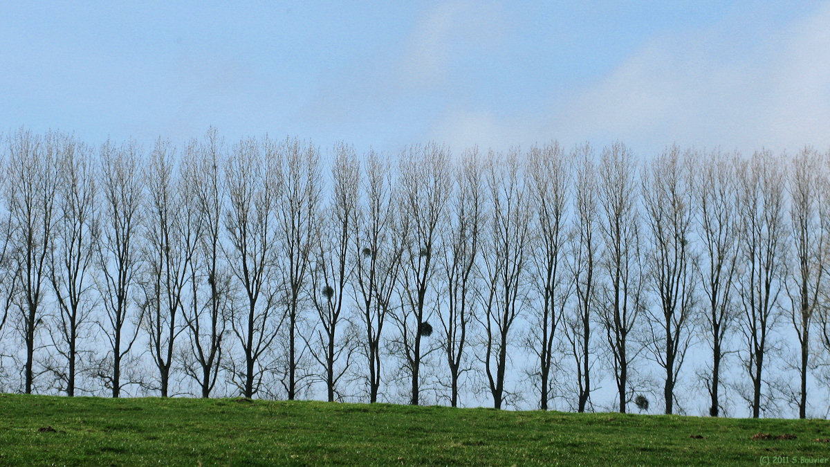 Bailly en Rivière (Arbres)