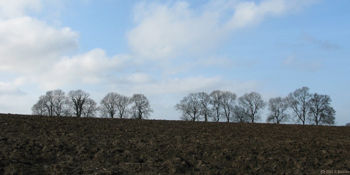 St Martin le Gaillard (Arbres)