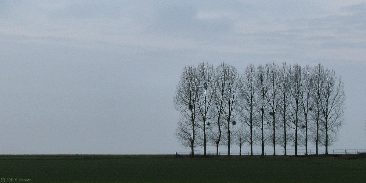 Ardouval (Peupliers)