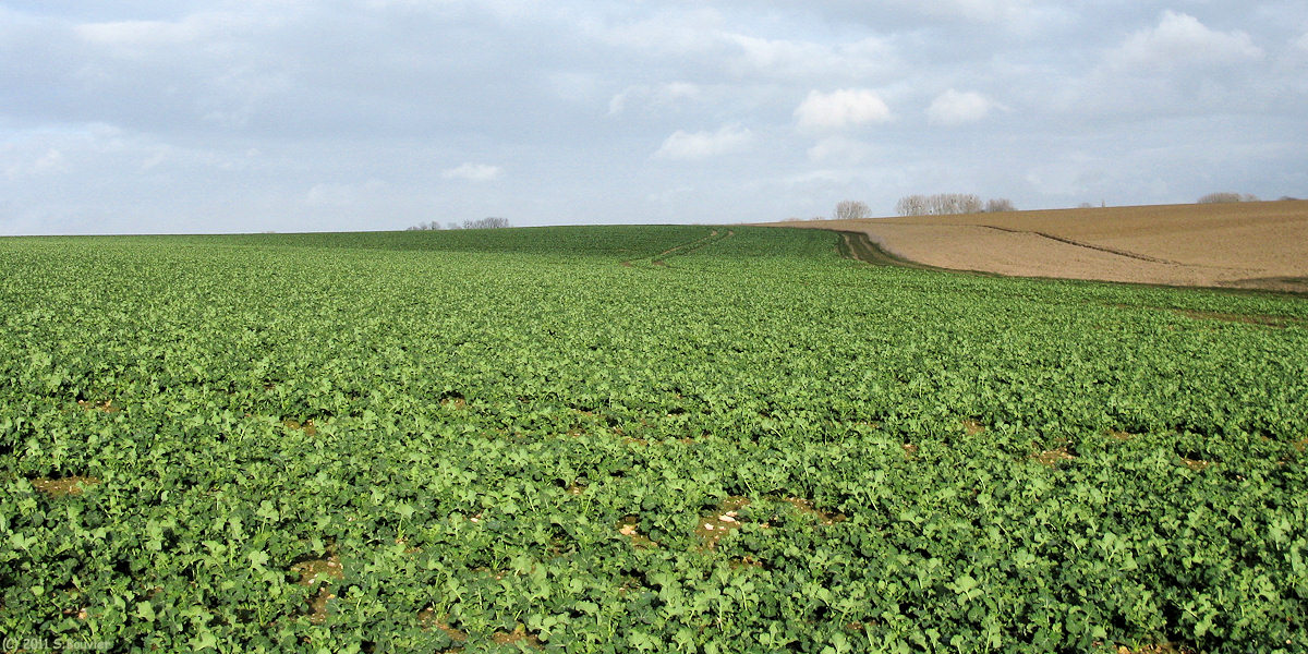 St Martin le Gaillard (Plaine 2)