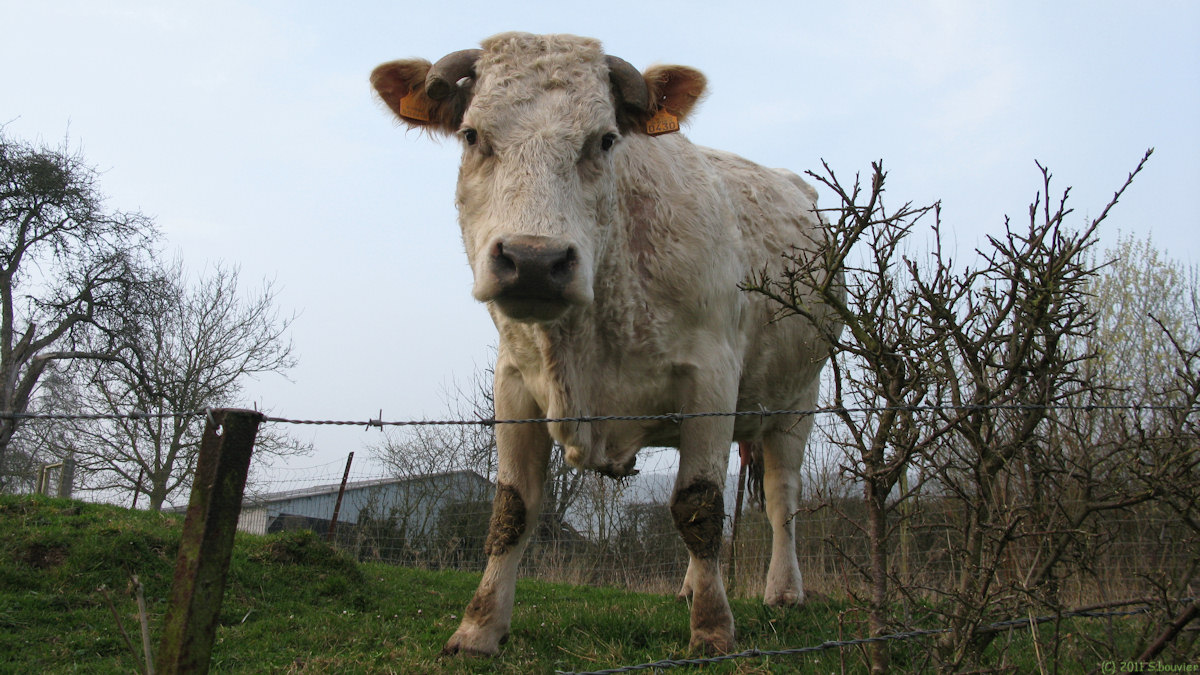 Villy sur Yères (Vache)