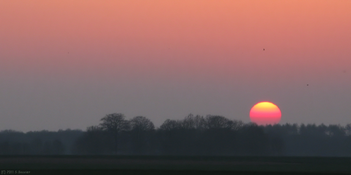 Les Ifs (Soleil couchant)