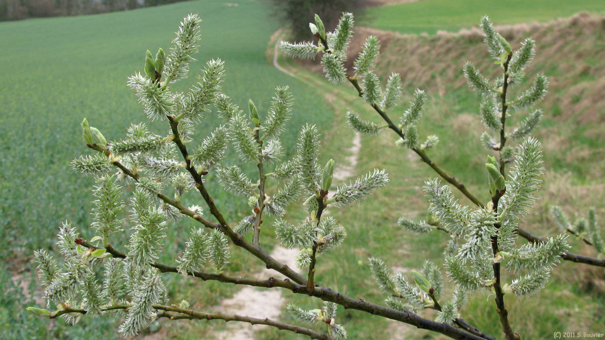 Villy sur Yères (Bourgeons)