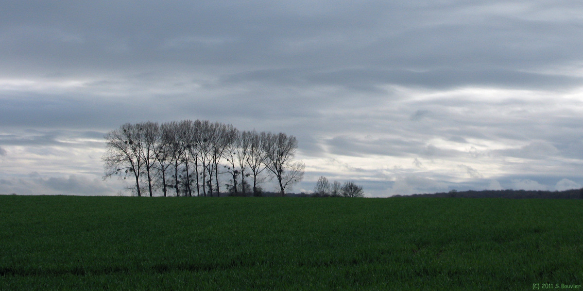 Grandcourt (Arbres)