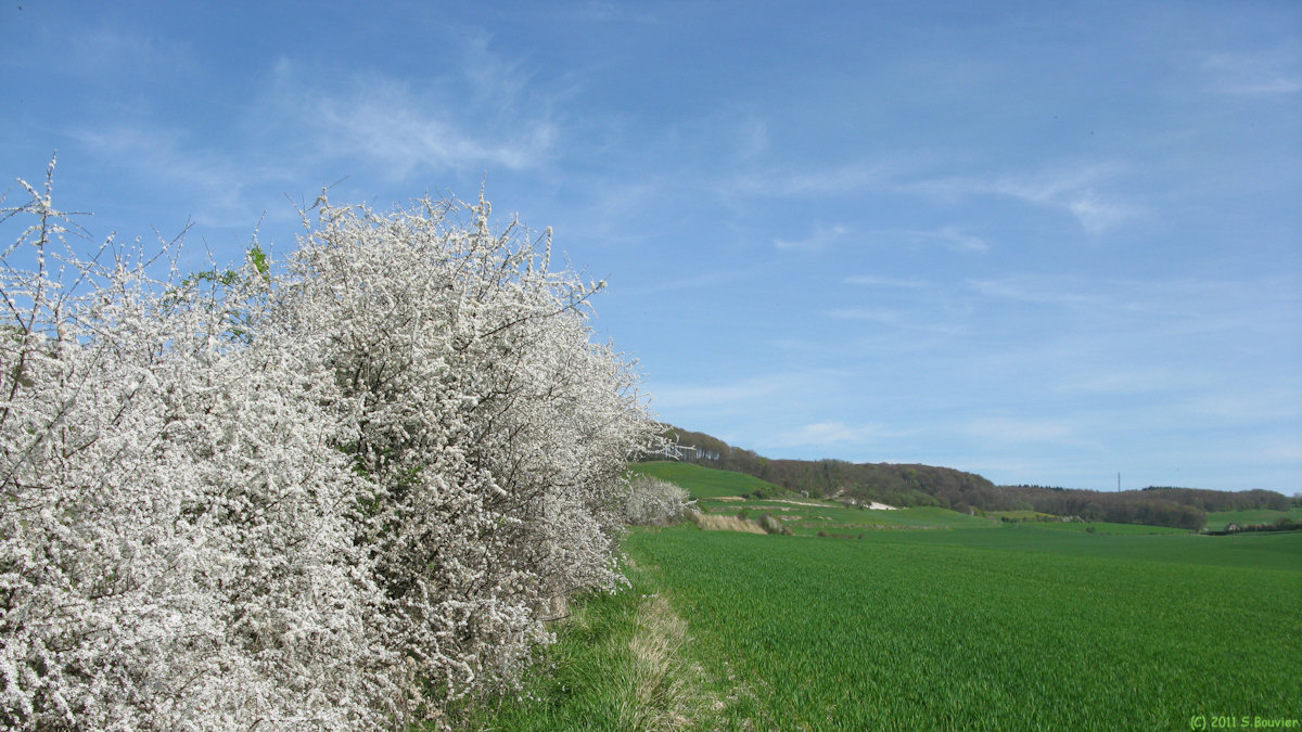 St Riquier en Rivière (Prunellier)