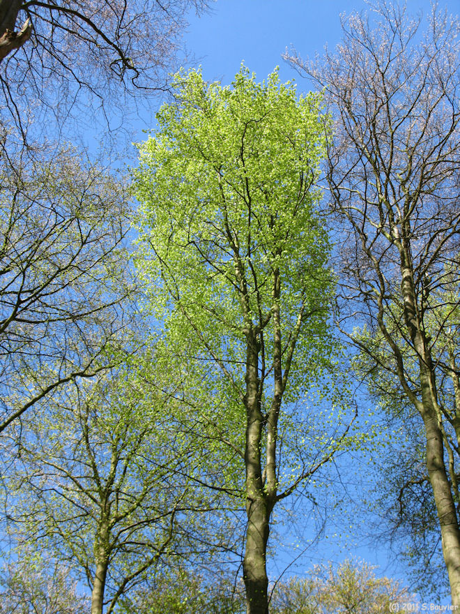 Haute Forêt d'Eu (Hêtres)