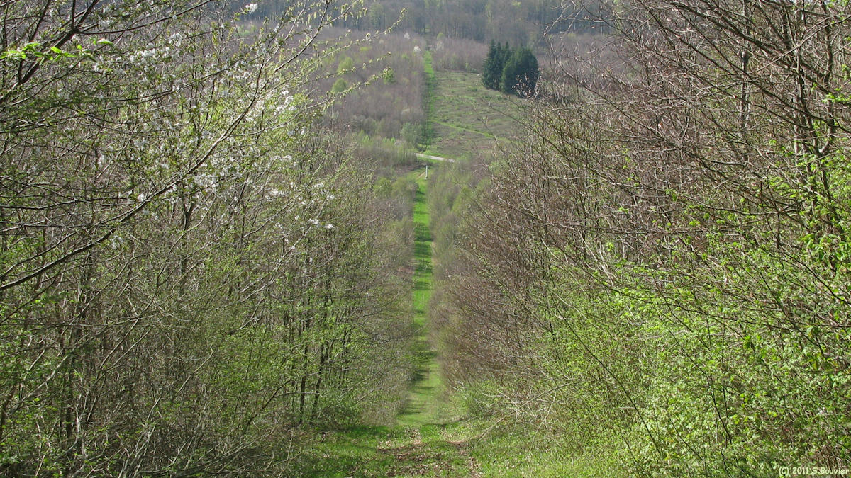 Haute Forêt d'Eu (Sept Acres 3)